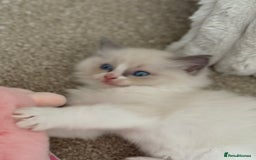 Ragdoll cats for sale: Blue bicolour babies 🐾 - Image 18