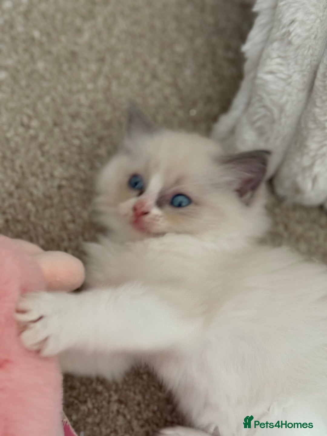 Ragdoll cats for sale: Blue bicolour babies 🐾 - Image 18