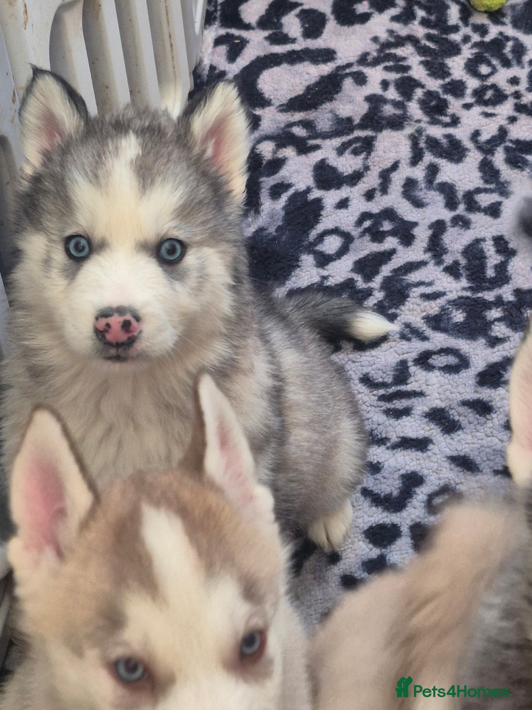 Alaskan Malamute dogs for sale: Beautiful husky malmute puppies ready NOW  - Advert 17
