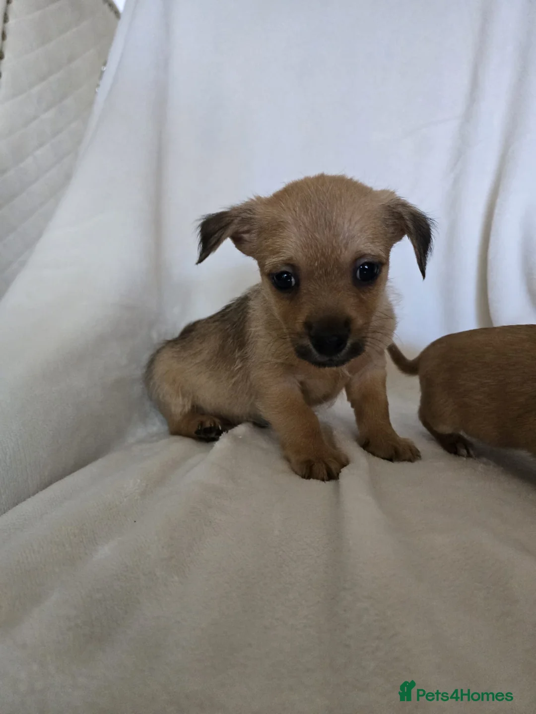 Chihuahua dogs for sale: Chihuahua puppies  - Advert 12