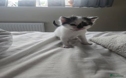 Domestic Shorthair cats for sale: 4 Kittens for sale  - Image 6