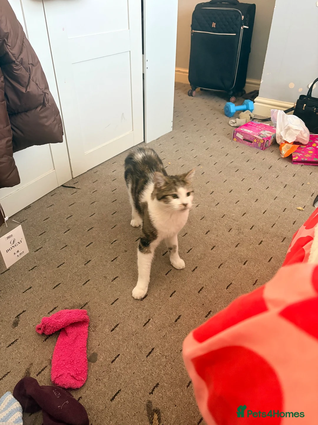 Mixed Breed cats for sale: 2 female cats  - Advert 2