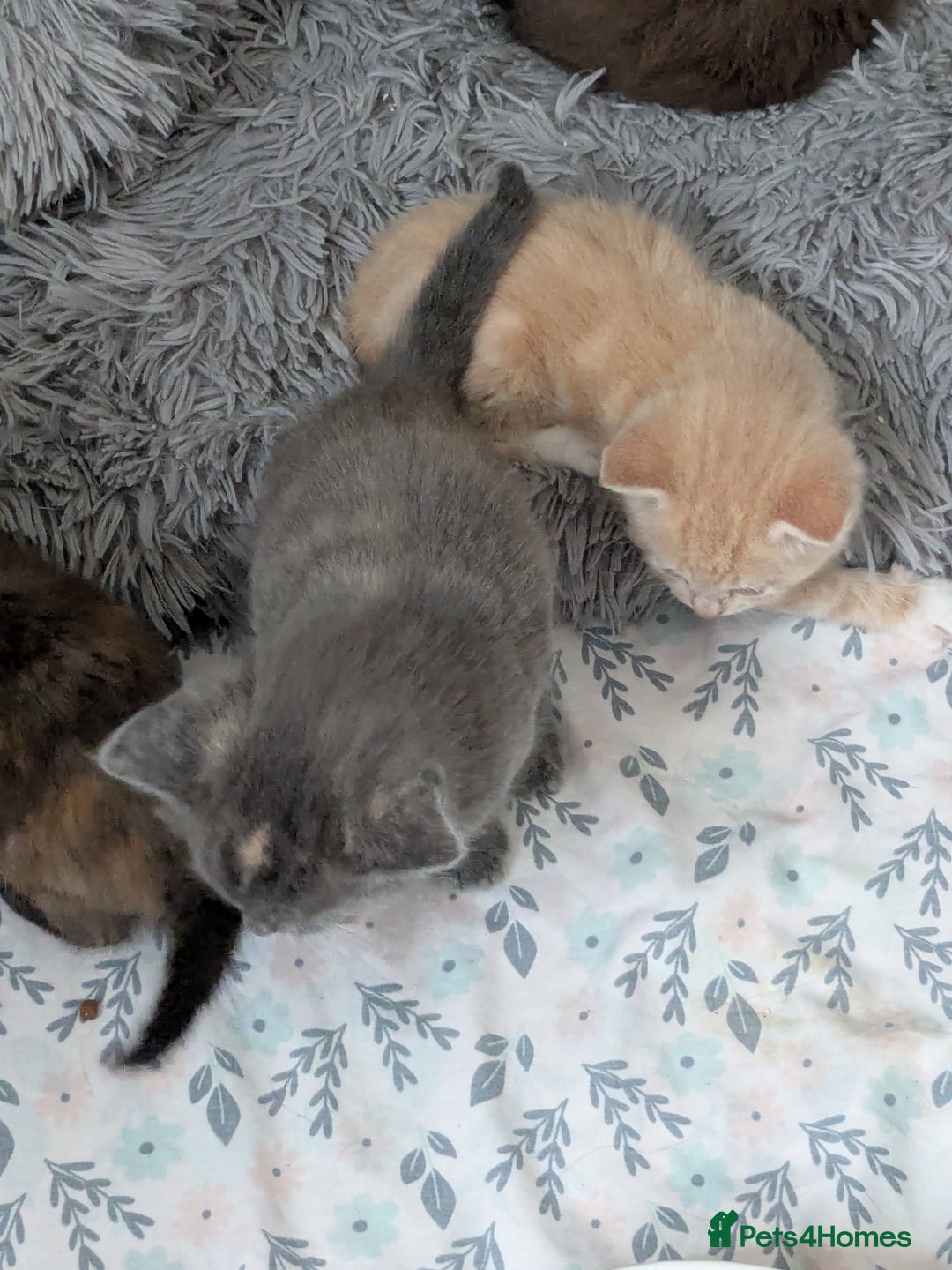 Mixed Breed cats for sale: Siamese/ragdoll/Scottish fold  - Image 6