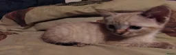 British Shorthair cats for sale: x 1 female kitten for sale  - Advert 11