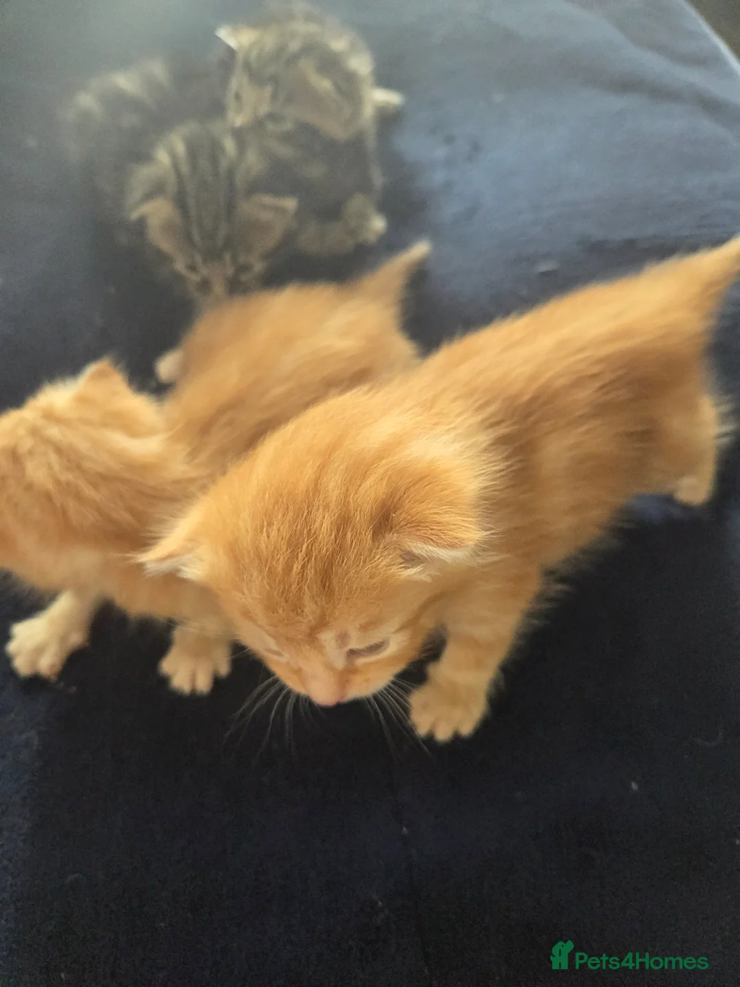 Mixed Breed cats for sale: mix kittens - Advert 1