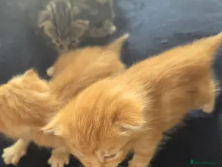 Mixed Breed cats mix kittens - Advert 1