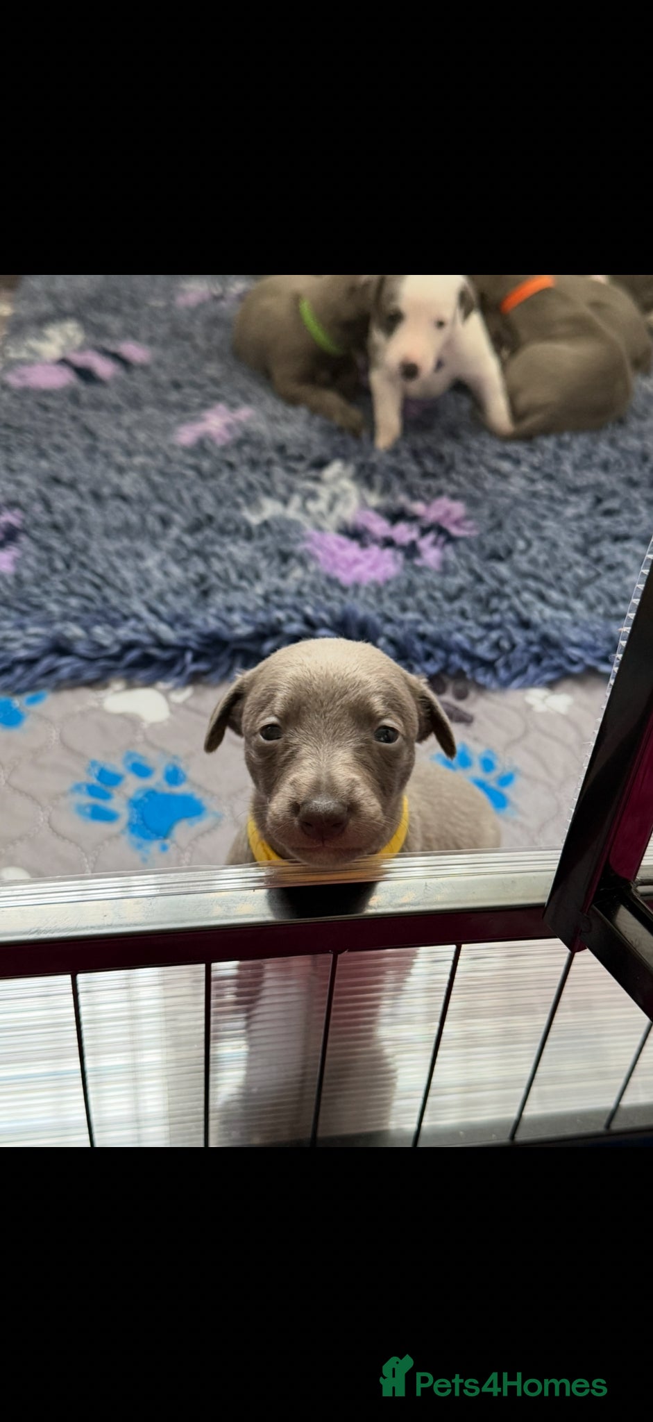 Whippet dogs QUALITY KC WHIPPET PUPPIES 🔵⚪️ - Advert 1