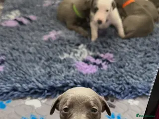 Whippet dogs QUALITY KC WHIPPET PUPPIES 🔵⚪️ - Advert 1