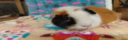 Guinea Pig rodents for sale: Teddy Retired Sow /Teddy Baby Sows  - Advert 3