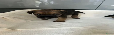 Border Terrier 2