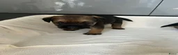 Border Terrier dogs for sale: Border terrier puppies in Ashford - Advert 7