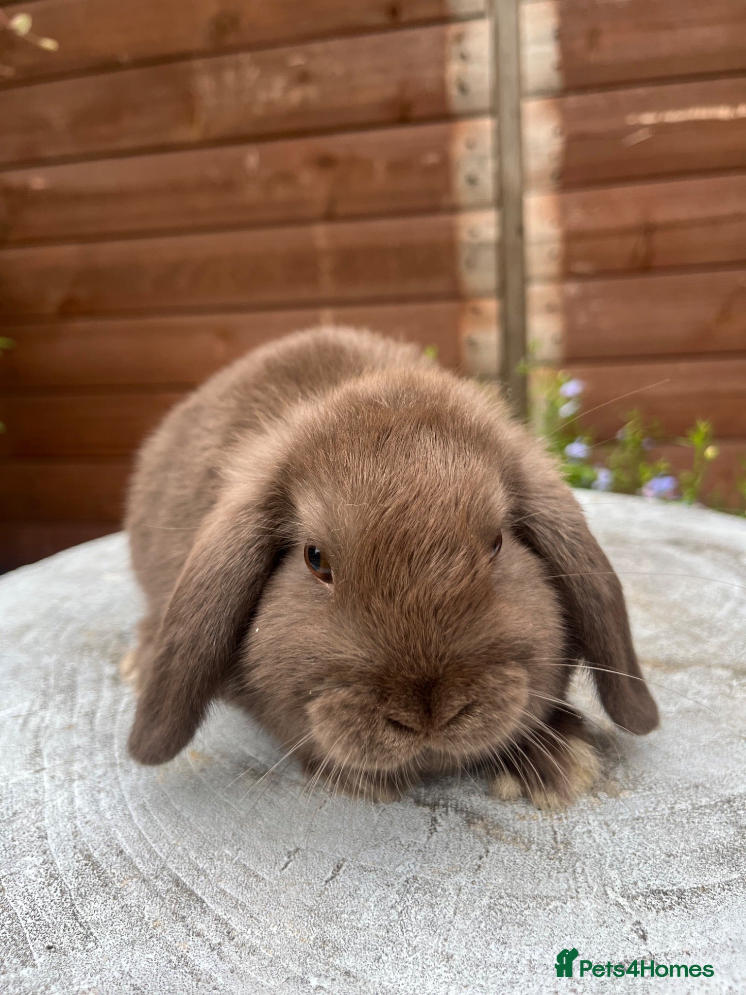 Mini Lop rabbits Stunning litter of mini lops  - Advert 21
