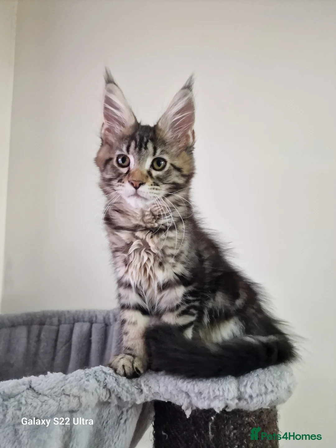 Maine Coon cats for sale:  Kittens – Licensed Fenikscoon Cattery (UK) 🐾 - Advert 4