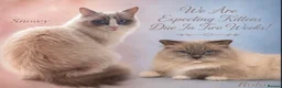 Ragdoll cats for sale: Five Beautiful Ragdoll Kittens Now Available🤍 - Advert 14