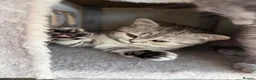 Scottish Fold cats for sale: British Shorthair and Scottish Fold kittens - Advert 7