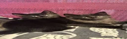 Mixed Breed cats for sale: Stunning kittens 🐈‍⬛  - Advert 10