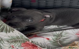 Staffordshire Bull Terrier dogs for sale: KC Staffordshire bull terrier LAST BOY REDUCED  - Image 12