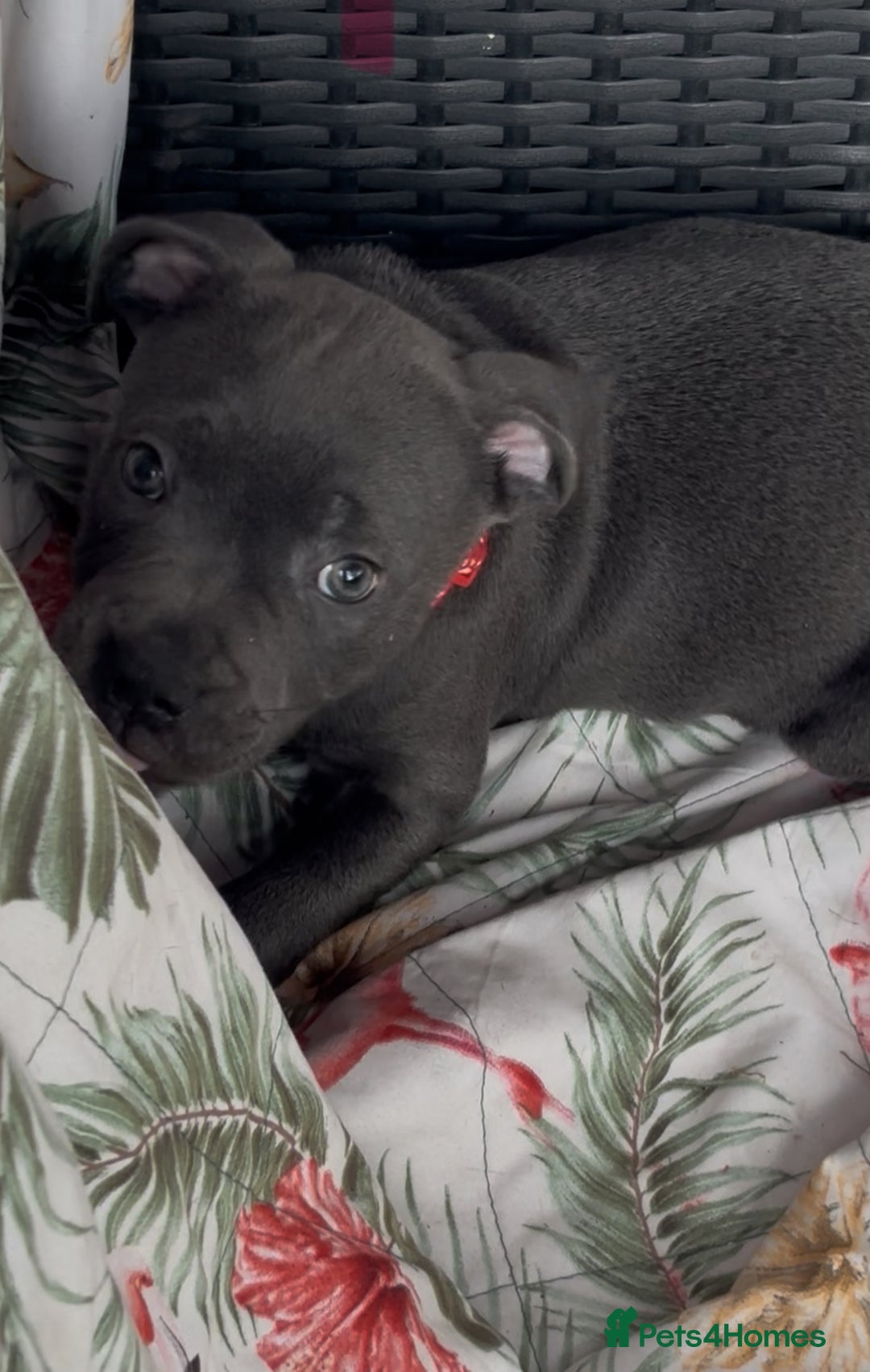 Staffordshire Bull Terrier dogs for sale: KC Staffordshire bull terrier LAST BOY REDUCED  - Image 12