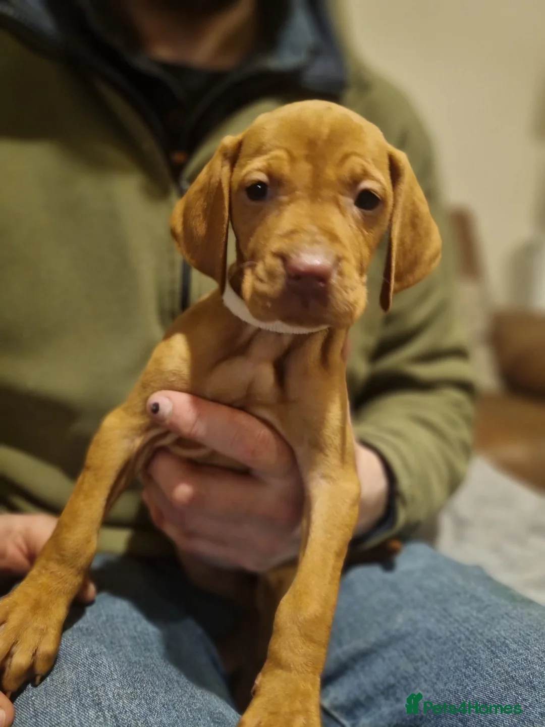 Hungarian Vizsla dogs for sale: Hungarian vizsla pups - Advert 4