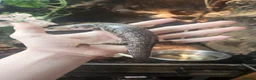 Skink reptiles for sale: Pink toungh skinks  - Advert 3