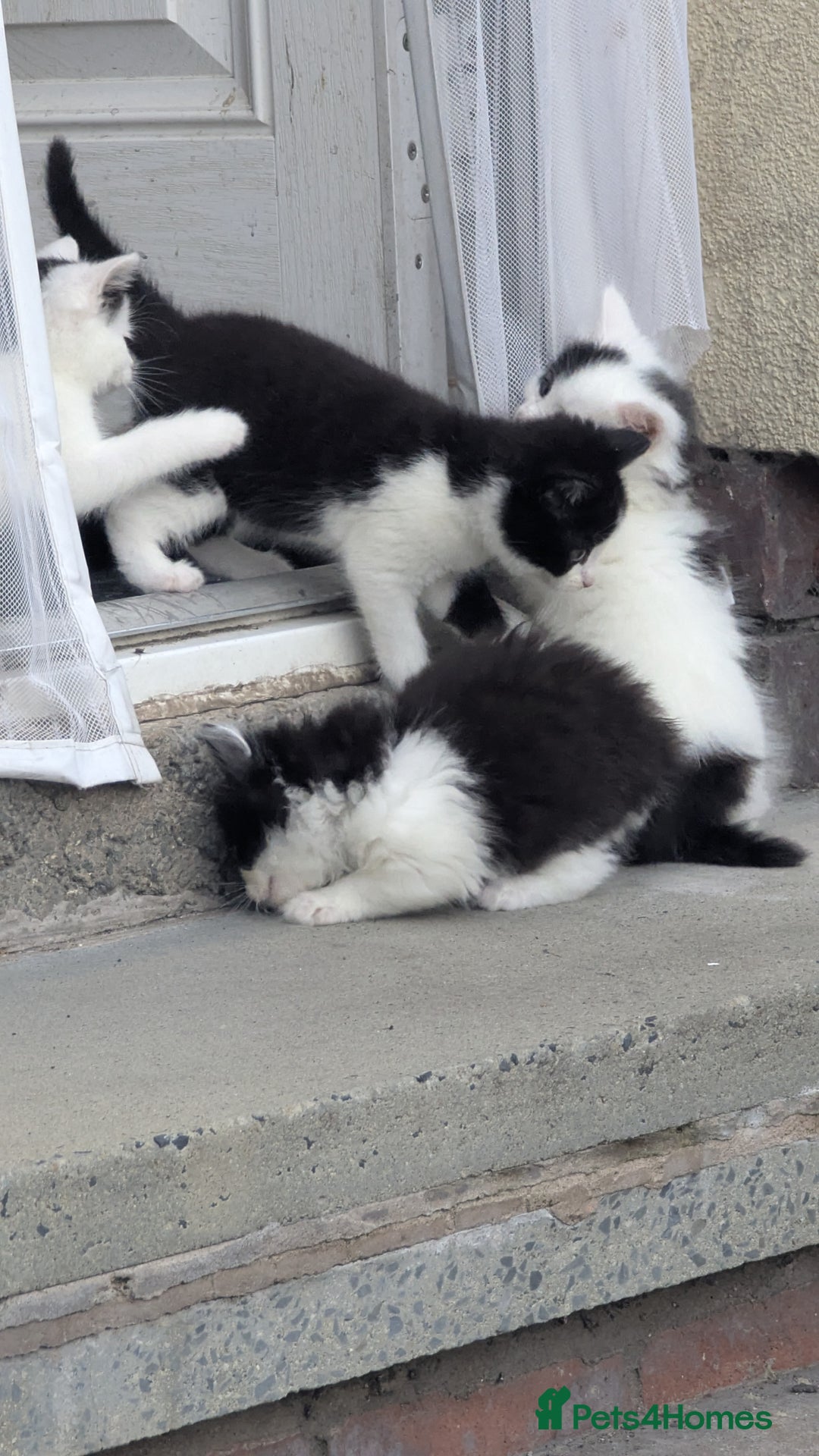 British Shorthair cats for sale: Beautiful playful kittens - Image 9
