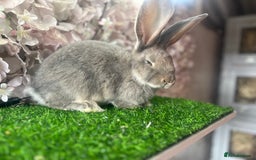Continental Giant rabbits for sale: Pure continental giant - Image 2