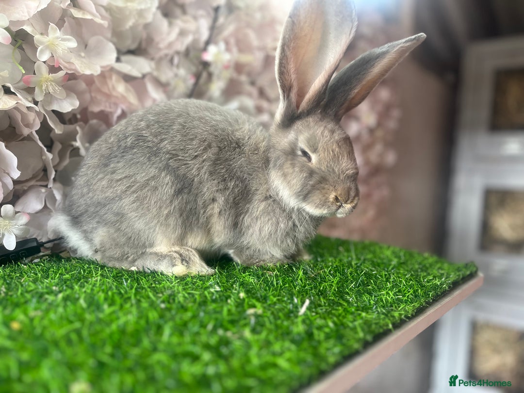 Continental Giant rabbits for sale: Pure continental giant - Image 2