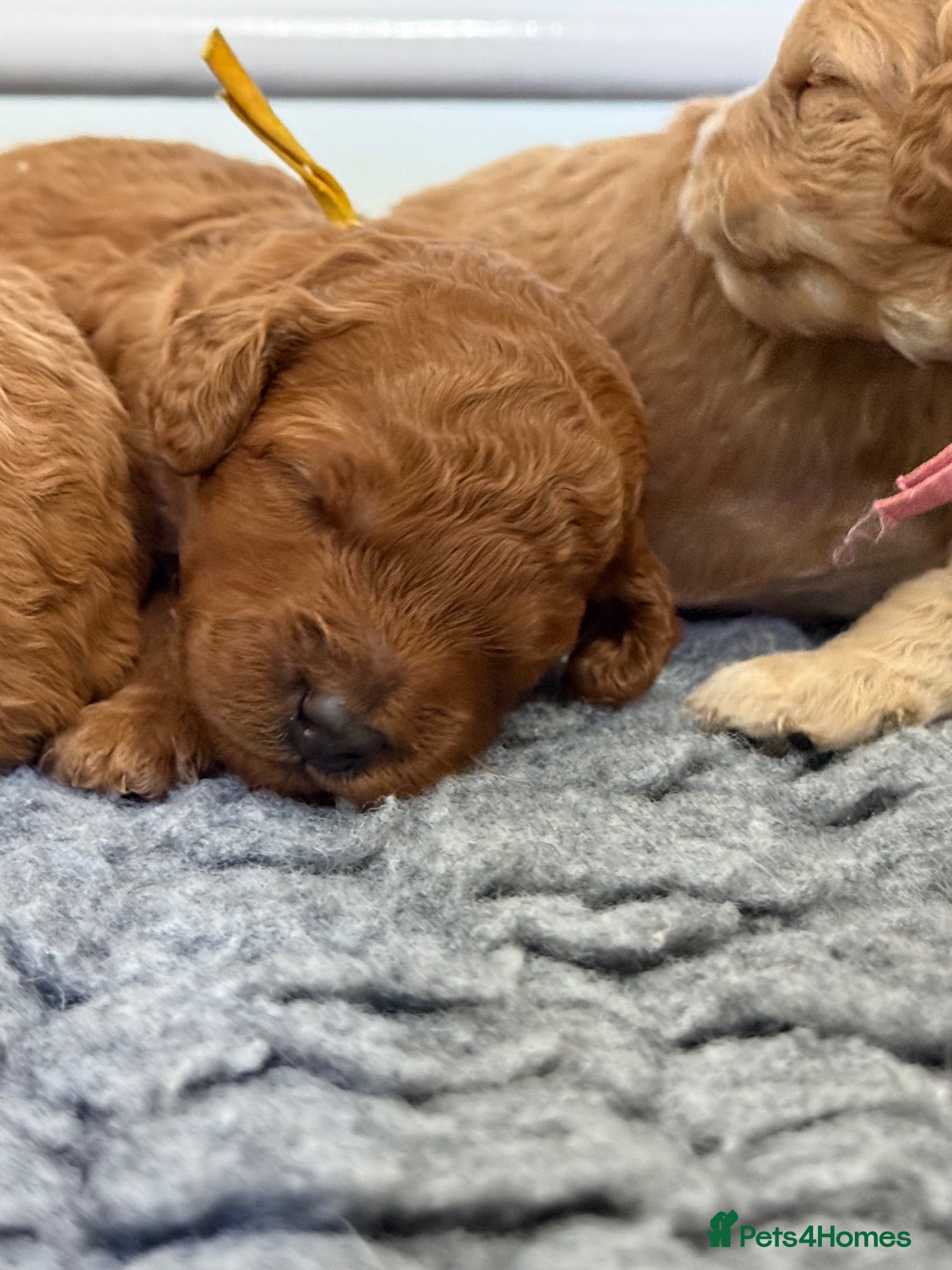 Mini Goldendoodle dogs Small sized Goldendoodle Puppies - Advert 3