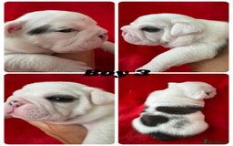 English Bulldog dogs for sale: KC Registered English Bulldog Puppies - Image 7
