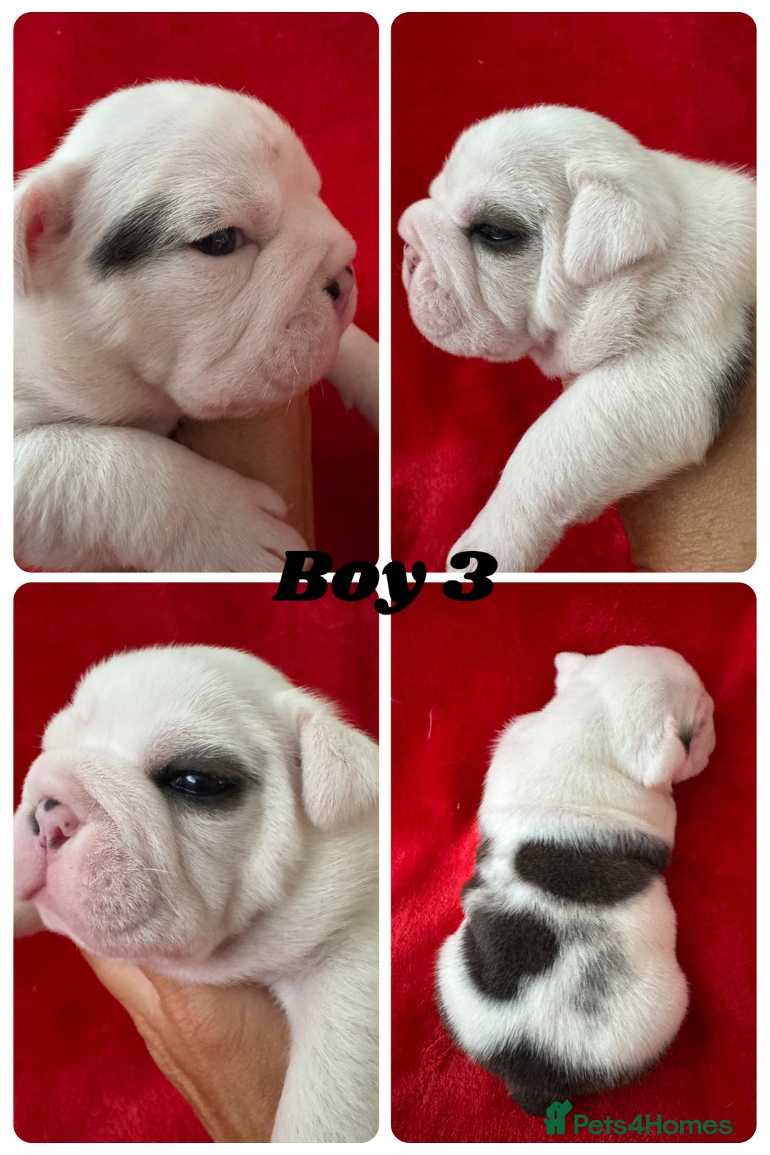 English Bulldog dogs for sale: KC Registered English Bulldog Puppies - Image 7