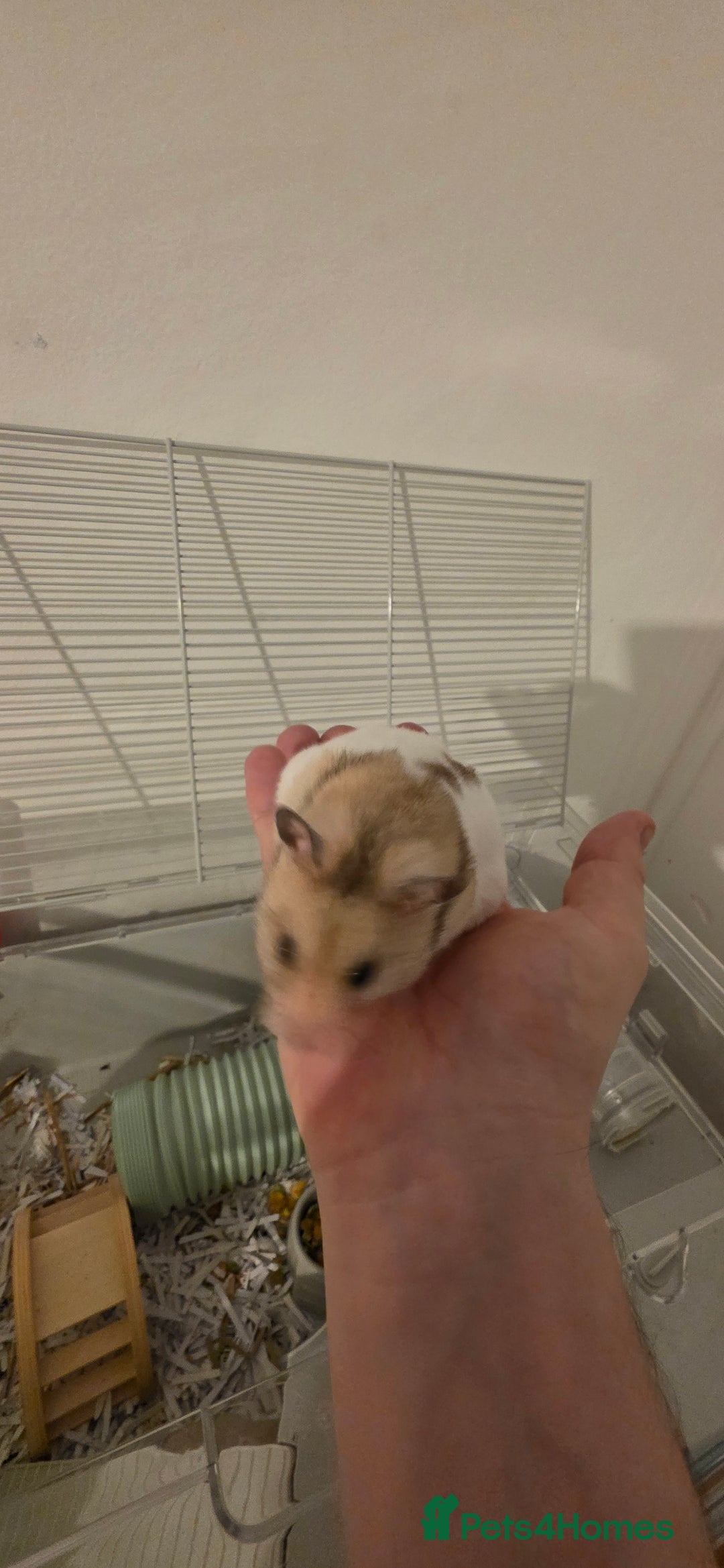 Hamster rodents for sale: Female baby Hamster  - Advert 1