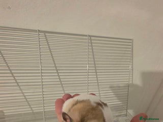 Hamster rodents for sale: Female baby Hamster - Advert 1