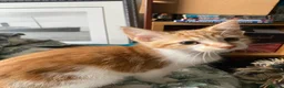 Maine Coon cats for sale: Playful Maine coon kittens ready for a loving home - Advert 8