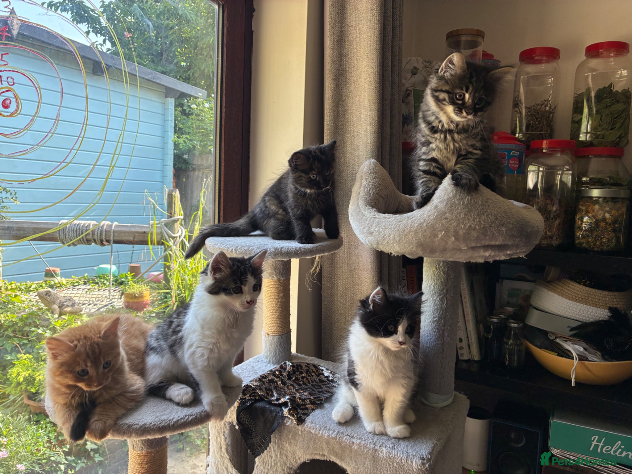 Mixed Breed cats Stunning playful healthy cuddly 5 kittens  - Advert 10