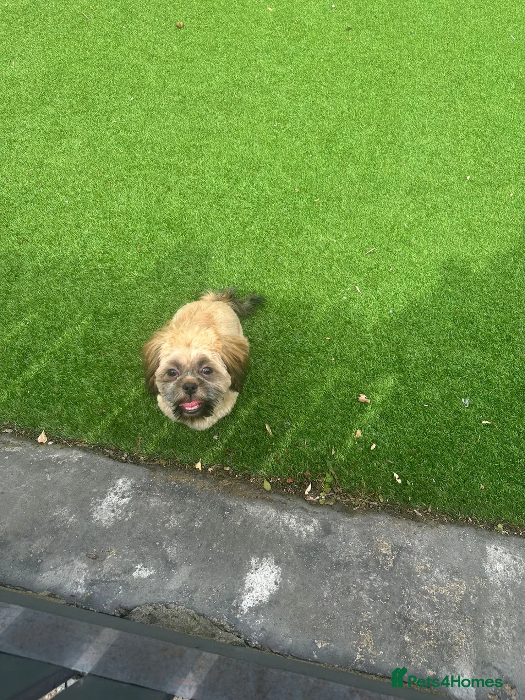 Shih Tzu dogs for sale: 10 month old puppy  in Prenton - Advert 2