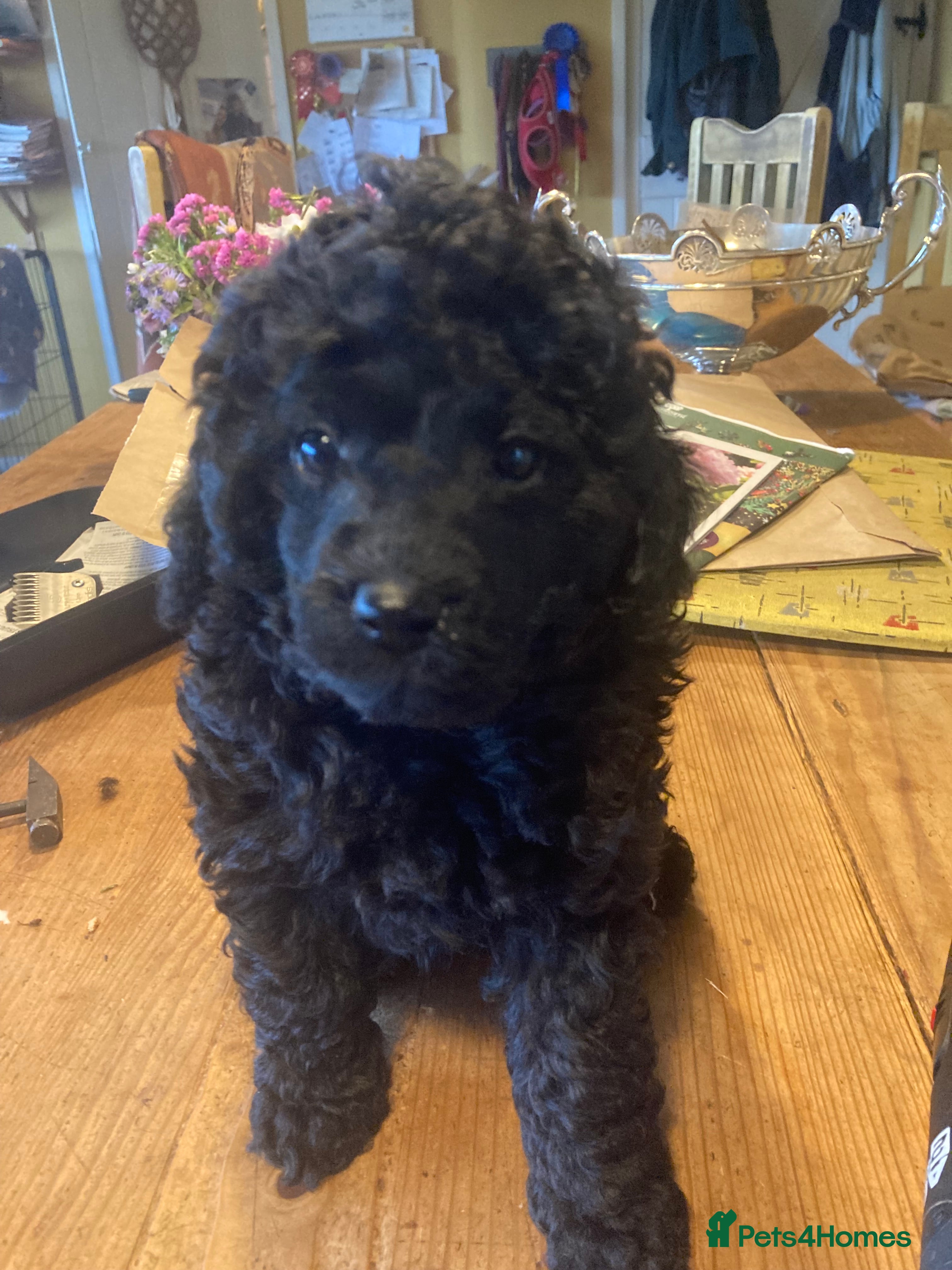 Miniature Poodle dogs Black miniature poodles - Advert 4