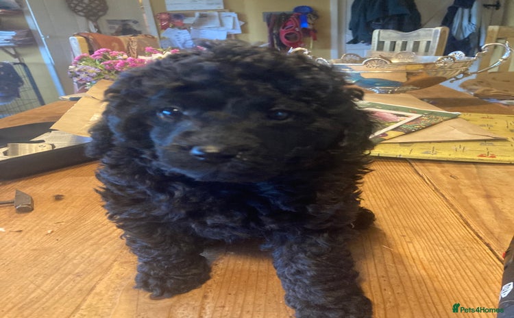Miniature Poodle dogs - Advert 15