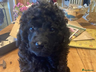 Miniature Poodle dogs - Advert 8