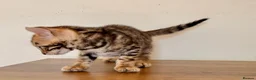 Bengal cats for sale: ⭐⭐⭐ Pedigree Bengal TICA registered Kittens ⭐⭐⭐ - Advert 7