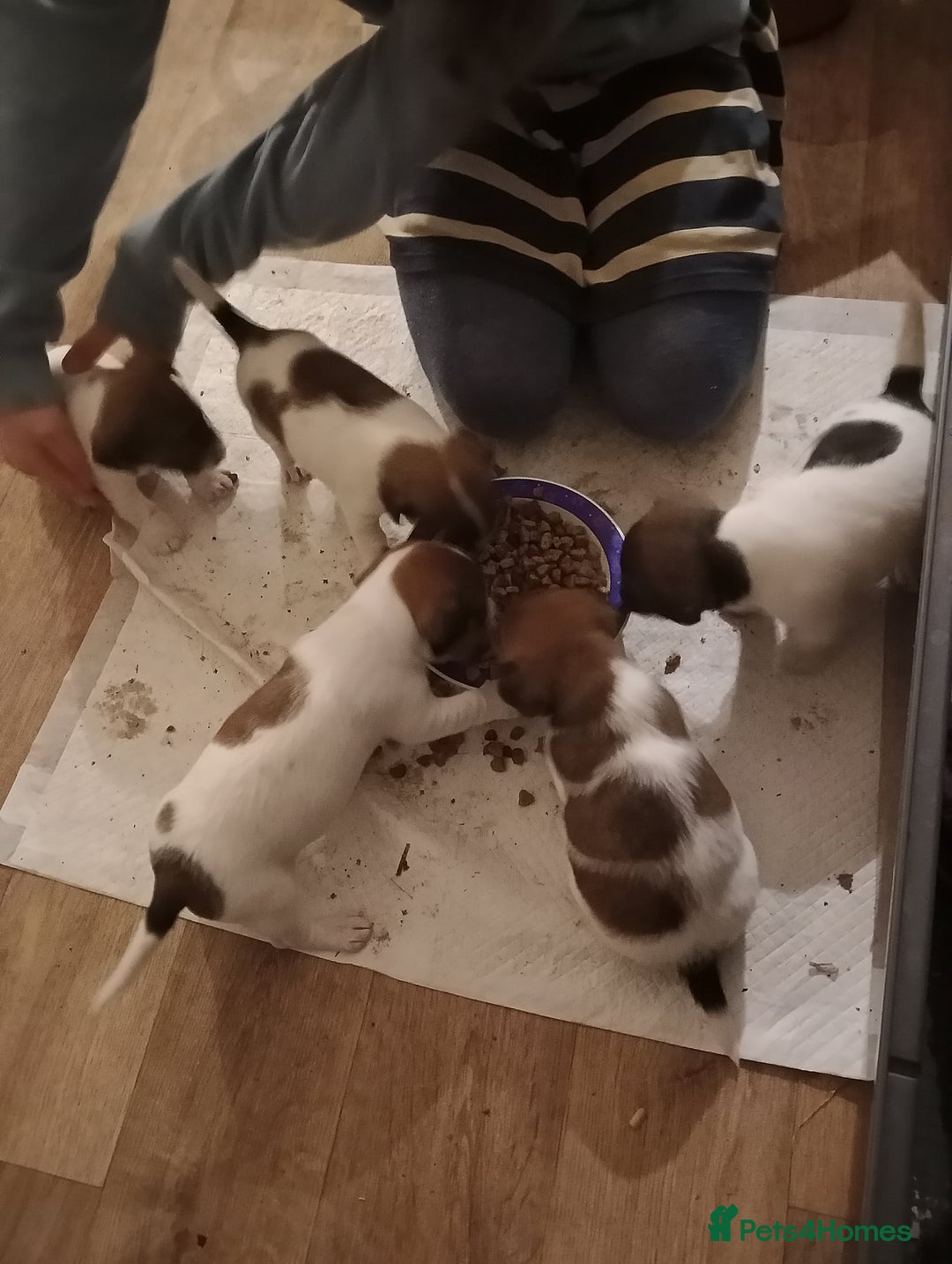 Jack Russell dogs for sale: Jack russell puppies - Advert 10