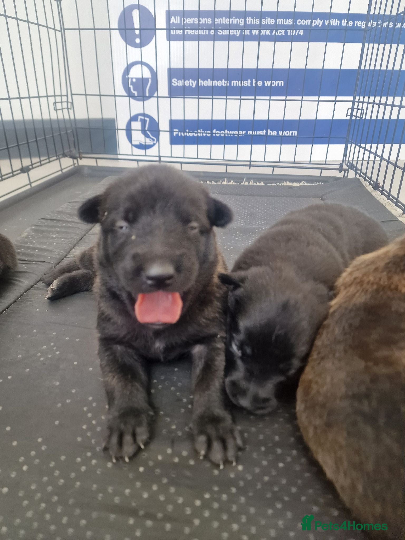 Belgian Shepherd Dog dogs Dutch Shepherd Puppies - Advert 1
