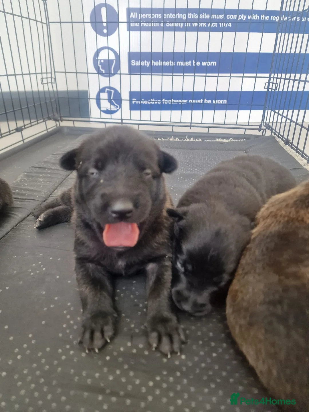Belgian Shepherd Dog dogs for sale: Dutch Shepherd Puppies - Advert 1