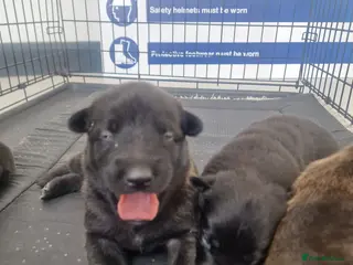 Belgian Shepherd Dog dogs Dutch Shepherd Puppies - Advert 7