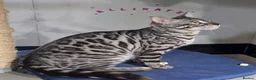 Bengal cats for sale: Stunning Silver TICA reg kitten - Advert 13