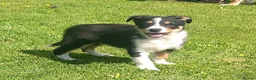 Border Collie dogs for sale: Border Collie Pups - Advert 9