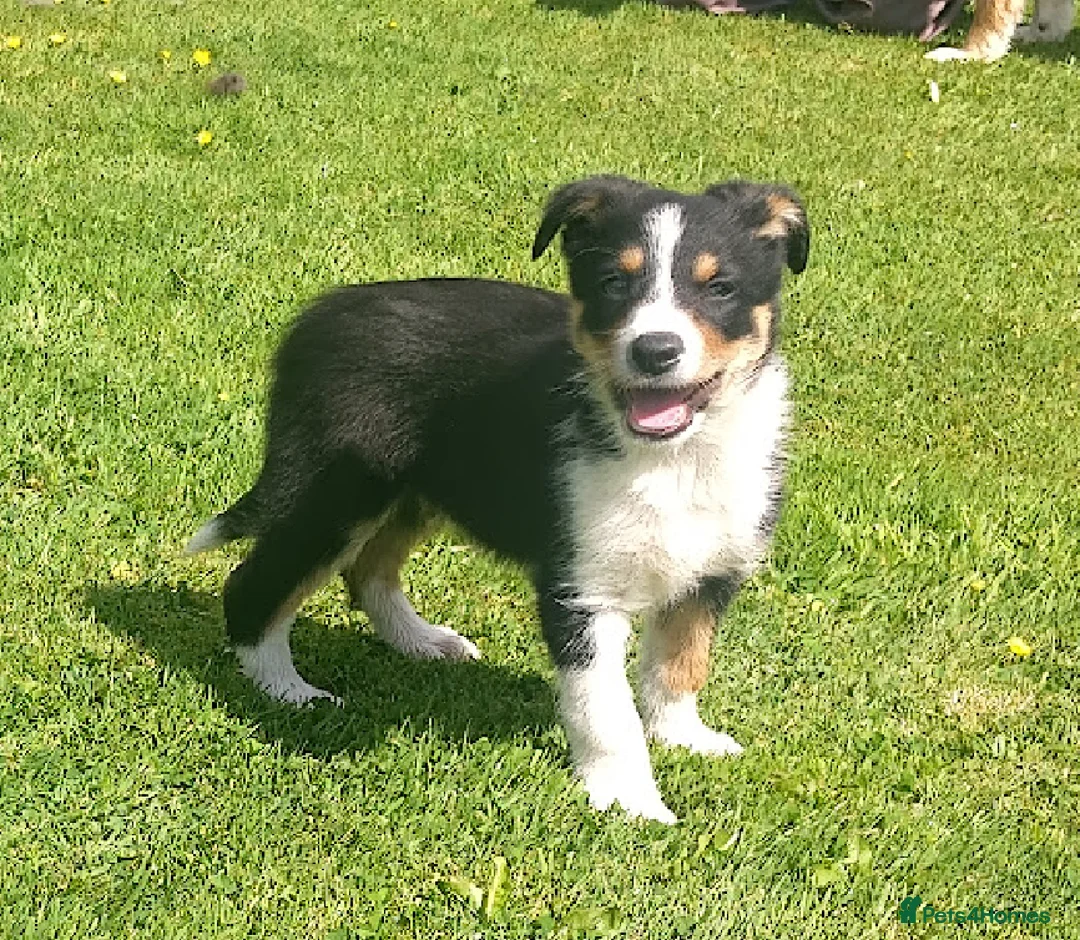 Border Collie dogs for sale: Border Collie Pups - Advert 9