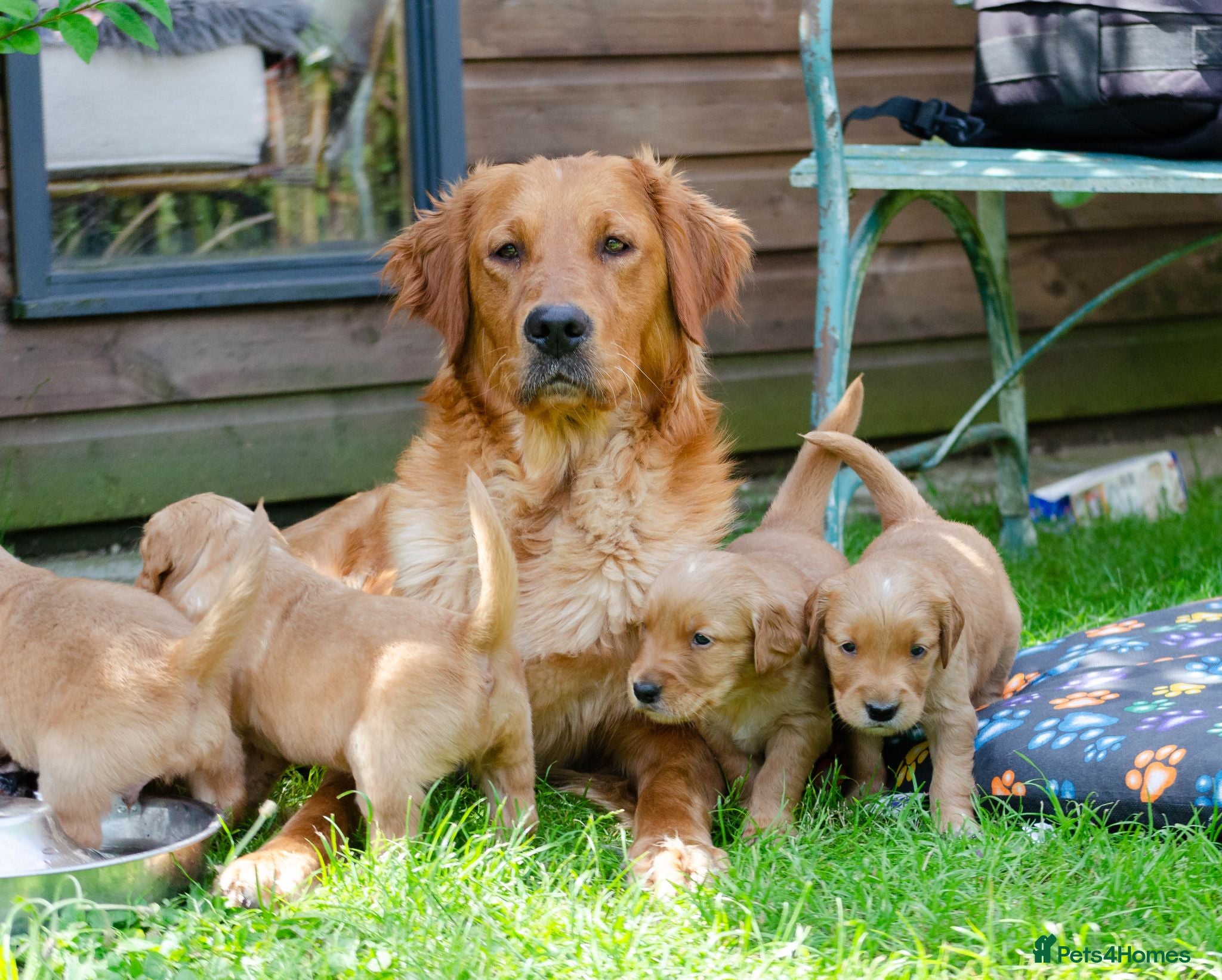 Golden Retriever dogs  GOLDEN RETREVER KC PUPPIES - Advert 16