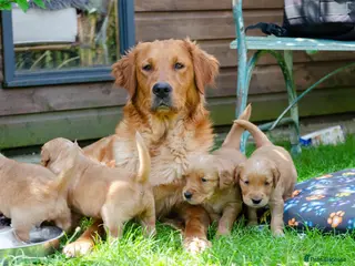 Golden Retriever dogs GOLDEN RETREVER KC PUPPIES - Advert 16