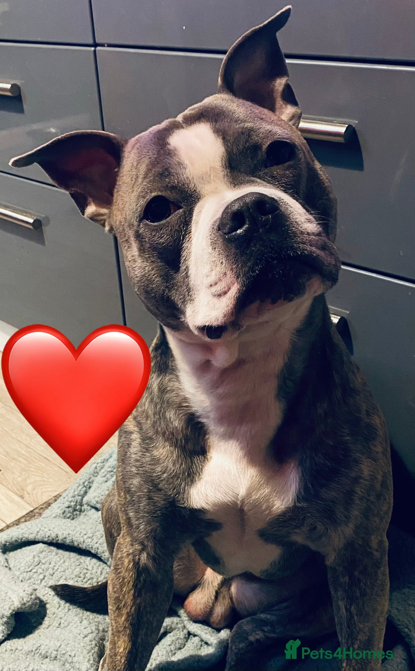 Staffordshire Bull Terrier dogs Staffordshire Bull Terrier X  - Advert 7