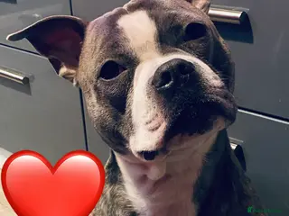 Staffordshire Bull Terrier dogs Staffordshire Bull Terrier X - Advert 7